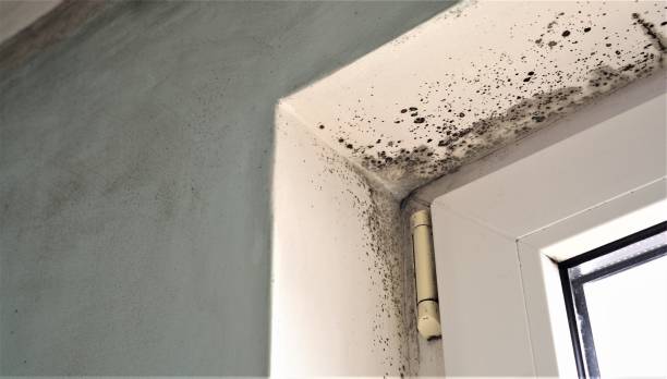 Wood Village, OR Mold Removal Company