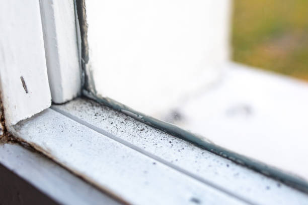 Best Emergency Mold Remediation  in Wood Village, OR