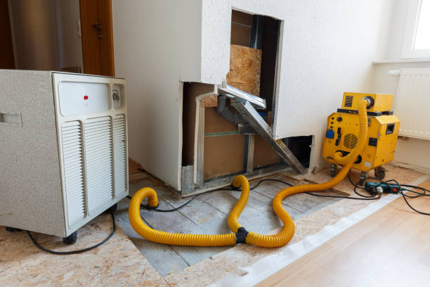 Best Black Mold Removal  in Wood Village, OR