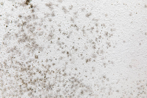 Best Mold Prevention Services  in Wood Village, OR